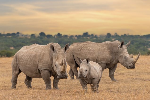 4 Days Ol Pejeta Conservancy & Lake Nakuru Kenya Safari