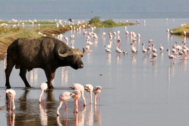 4 Days Lake Nakuru & Masai Mara Epic 4x4 Private Safari