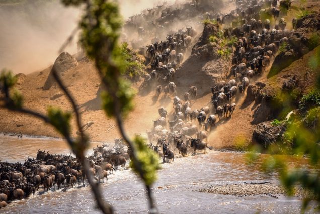3 Days Masai Mara Wildebeest Migration Safari