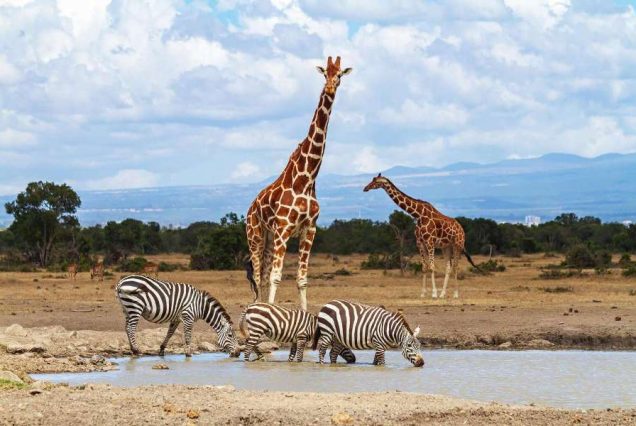 4 Days Ol Pejeta Conservancy & Lake Naivasha Private Safari