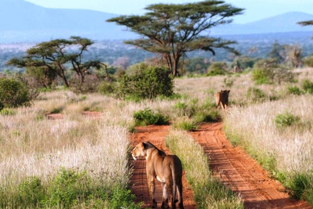 10 Days Kenya Photographic Safari: Air to Samburu & Masai Mara