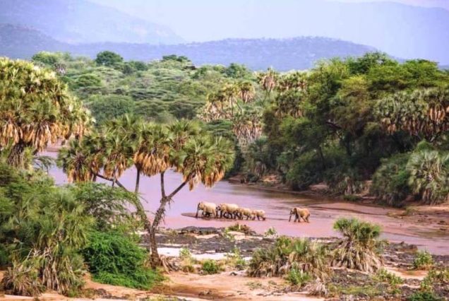 8 Days Ol Pejeta Conservancy, Samburu, Lake Nakuru, Masai Mara Safari