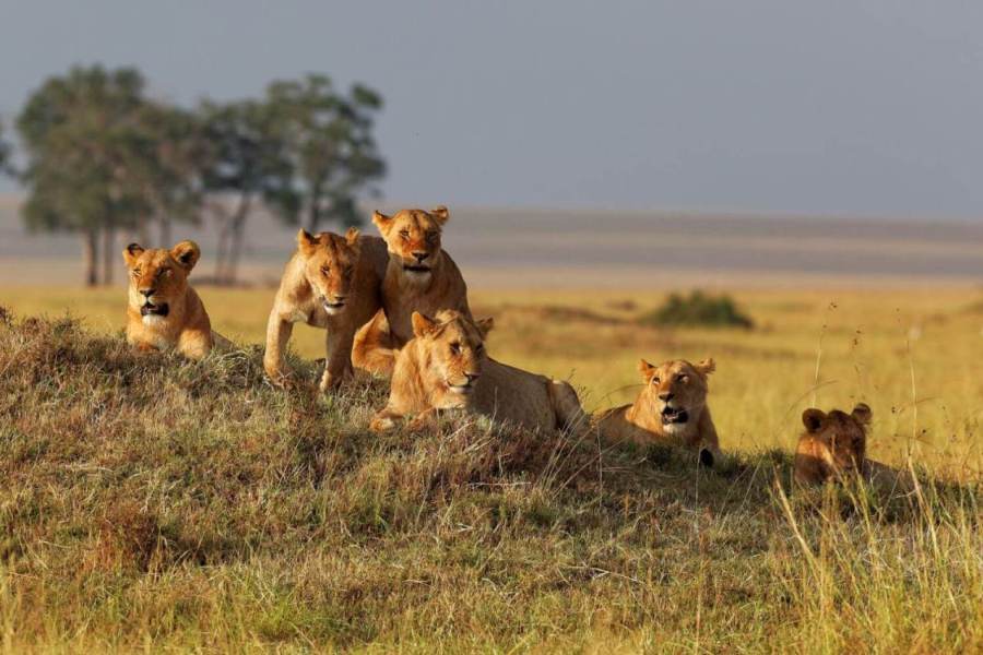 Kenya & Tanzania Safaris