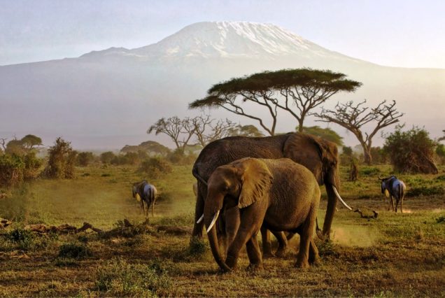 6 Days Masai Mara, Lake Nakuru & Amboseli Wildlife Safari