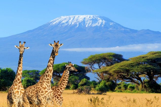 5 Days Kenya Luxury Flying Safari to Amboseli & Masai