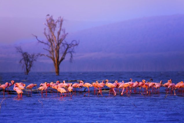 7-Day Masai Mara-Nakuru-Naivasha-Amboseli