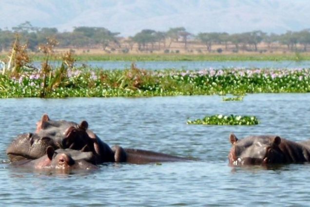 6 Days Amboseli, Lake Naivasha  & Masai Mara Kenya Safari