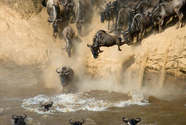 4 Days Lake Nakuru & Masai Mara Migration Safari