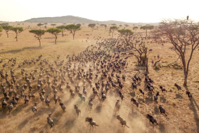 3-Day Luxurious Fly in and out Masai Mara N Reserve