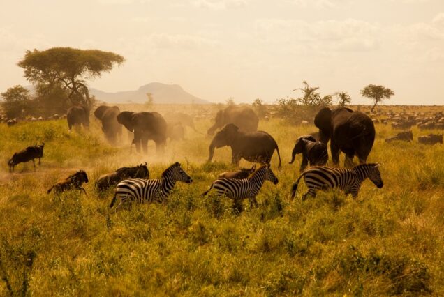 5 Days Lake Manyara, Ngorongoro & Serengeti Safari