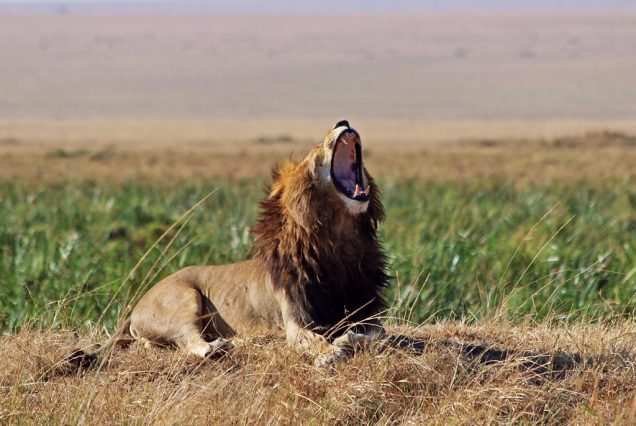 9-Day Splendid Unforgettable Luxury Kenya Safari