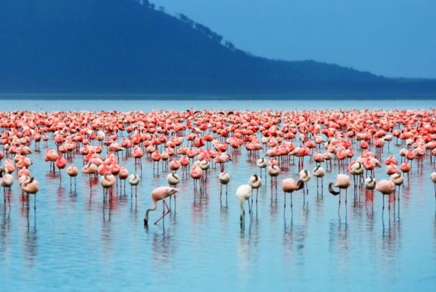 Lake Nakuru National Park Day Tour