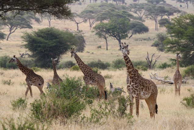 11 Days Kenya & Tanzania Budget Camping Safari Adventure