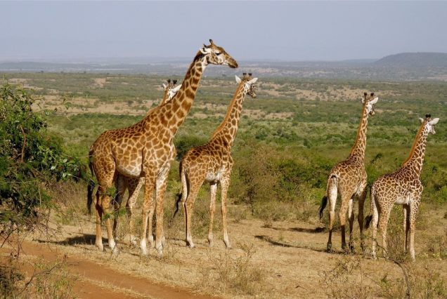 5 Days Masai Mara Safari Photography Safari