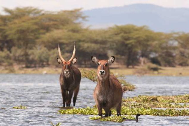 5 Days Lake Naivasha, Nakuru & Masai Mara Safari