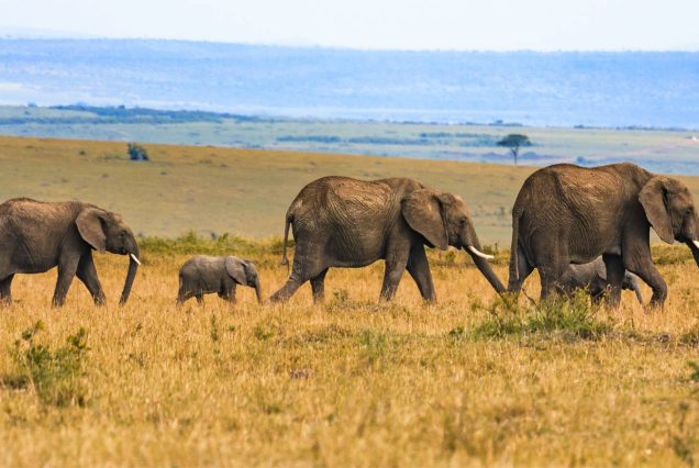8-Day Mara, Naivasha, Nakuru, Amboseli Budget Group Tour