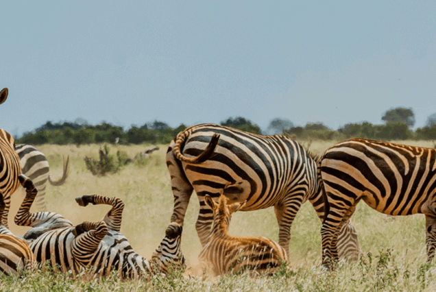 6 Days Tsavo West, Amboseli, Lake Nakuru & Masai Mara Safari
