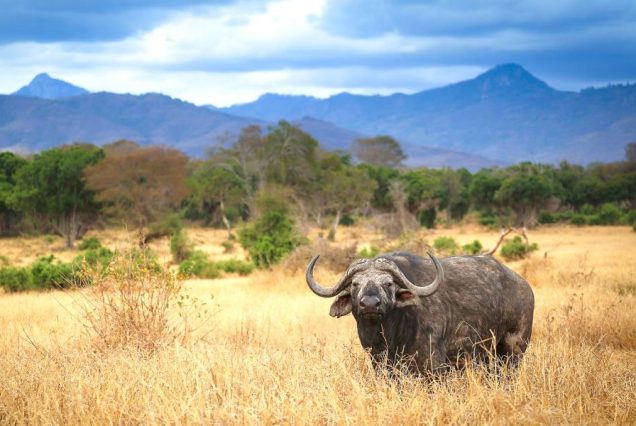 5 Days, 4 Nights Tsavo West & Amboseli National Park Safari