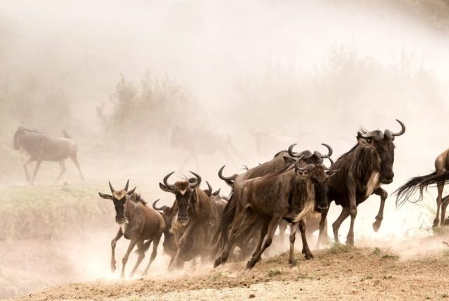 7 Days Amboseli, Lake Nakuru & Masai Mara Migration Safari