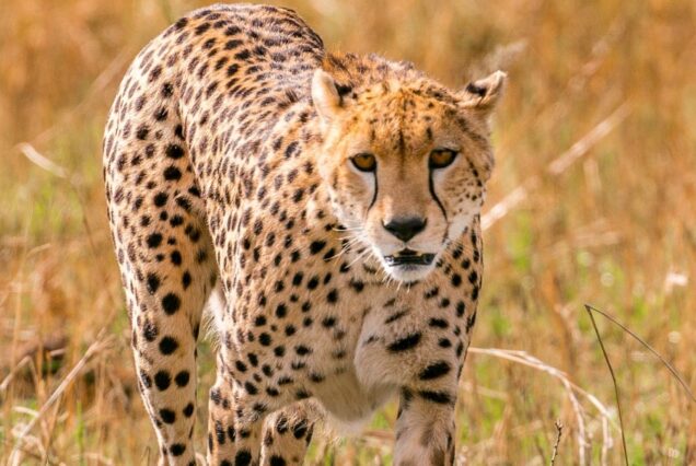 5 Days Ol Pejeta Conservancy, Lake Nakuru & Masai Mara Safari