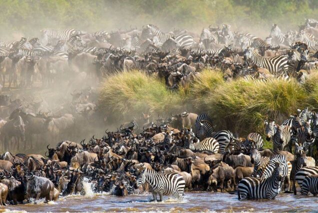 4 Days Masai Mara Great Wildebeest Migration Safari