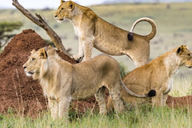 3 Days, 2 Nights Masai Mara Safari - 4x4 Private Adventure