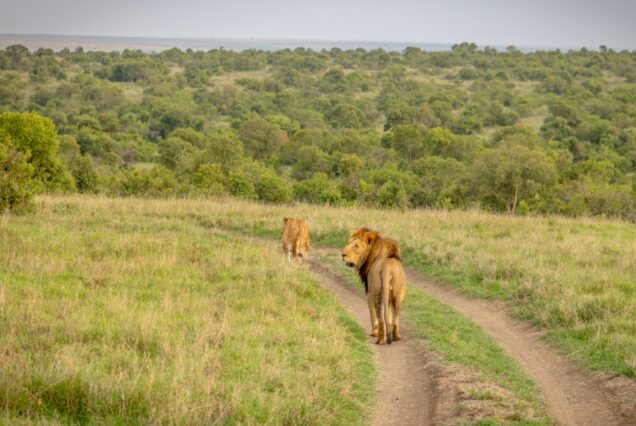 5 Days Ol Pejeta Conservancy & Samburu Honeymoon Safari