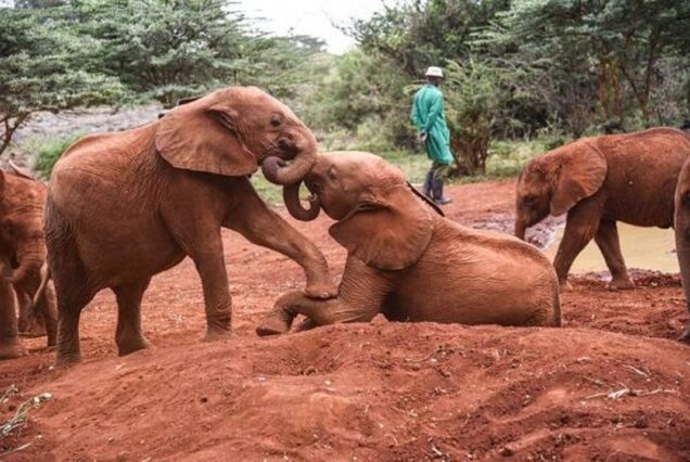 Nairobi National Park, Giraffe Center & Elephant Orphanage Day Trip