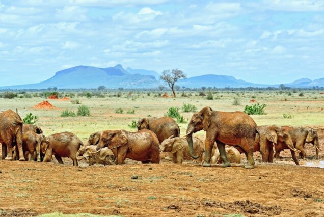 8 Days Amboseli, Tsavo West & Tsavo East Safari with Diani Beach
