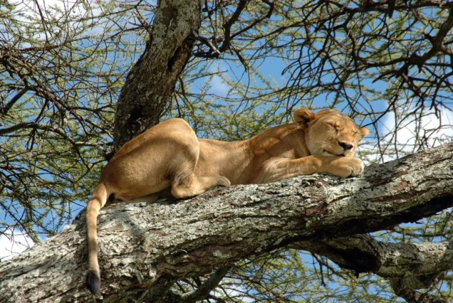 3 Days Lake Manyara & Ngorongoro Safari