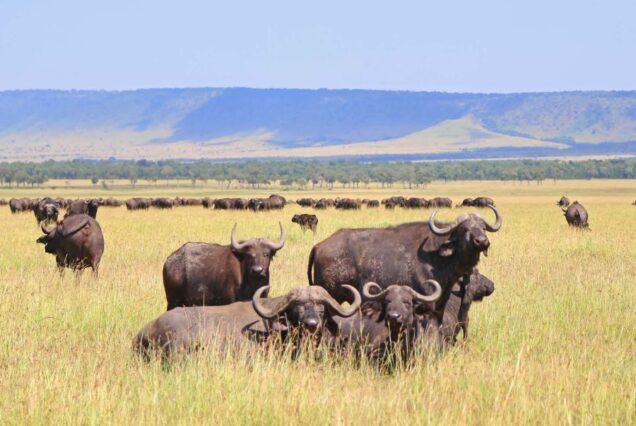 4 Days Serengeti National Park & Ngorongoro Safari