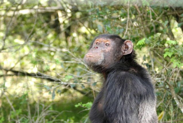 Ol Pejeta Conservancy & Chimpanzee Sanctuary Day Trip