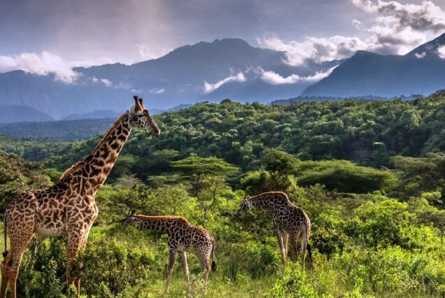 9 Days Arusha, Manyara, Serengeti, Ngorongoro & Tarangire Safari