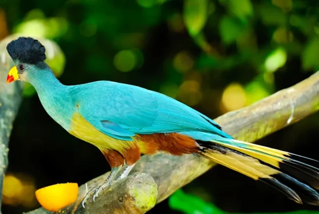 13 Days Kenya Bird Watching Safari