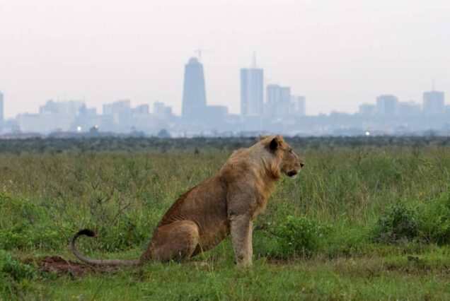 Nairobi National Park Day Tour