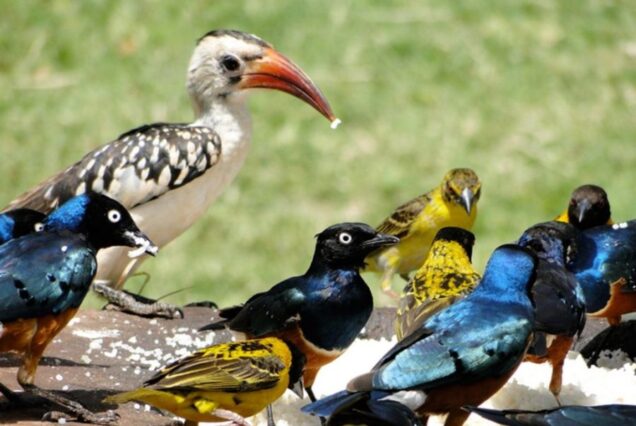3 Days Bird Watching: Nairobi National park, Lake Naivasha.
