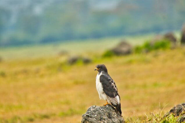 14 Days Kenya Epic Bird Watching Safari