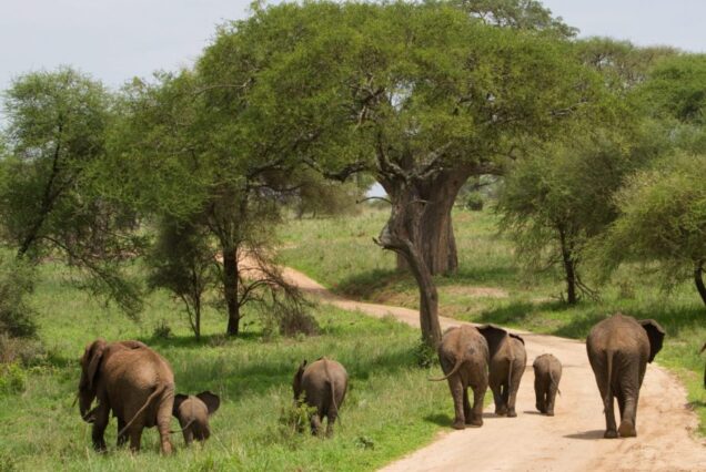 6 Days Manyara, Serengeti, Ngorongoro & Tarangire Safari