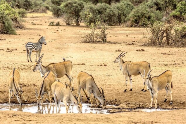 3 Days Tarangire National Park & Ngorongoro Safari