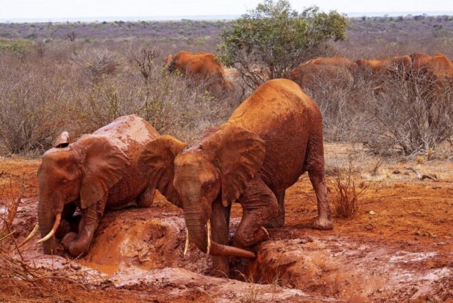 15 Days Kenya Photography Safari Adventure