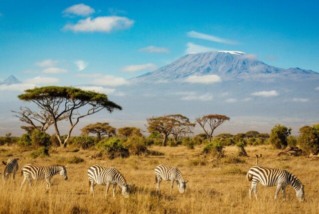 5 Days Amboseli Photography Safari - Magical Mt. Kilimanjaro Background
