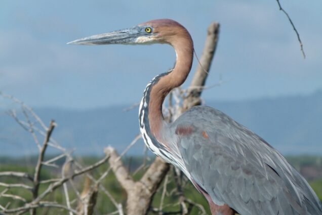 7 Days Kenya Birding Watching Safari