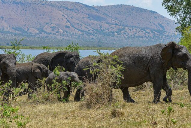 5 Days Rwanda Gorilla Trekking & Akagera Wildlife Safari