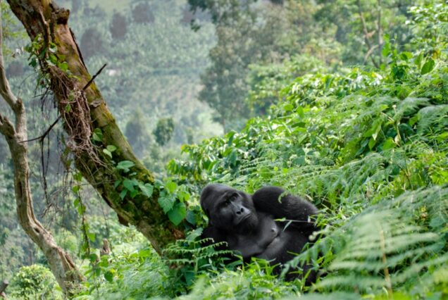 3 Days Uganda Gorilla Safari to Bwindi