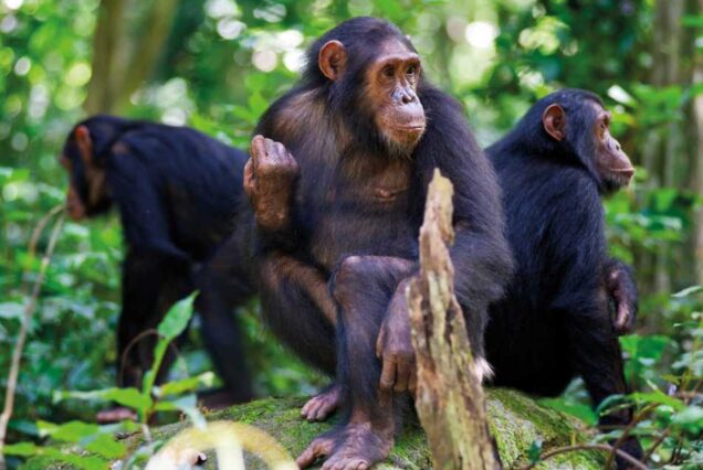 7 Days Rwanda Gorilla Tracking & Wildlife Safari