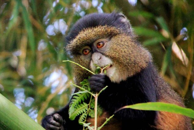 5 Days Rwanda Primates Safari