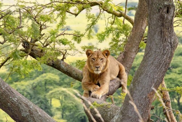 4 Days Uganda Gorilla Trekking in Bwindi & Wildlife safari in Queen Elizabeth