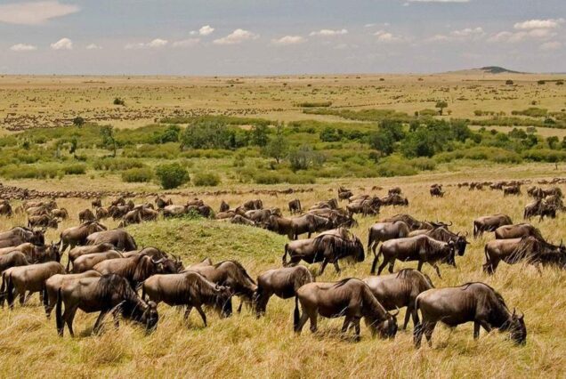 3 Days Masai Mara Group Joining Safari on 4x4 Land Cruiser