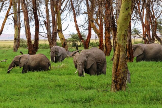 6 Days Masai Mara, Nakuru & Amboseli Group Joining Camping Safari